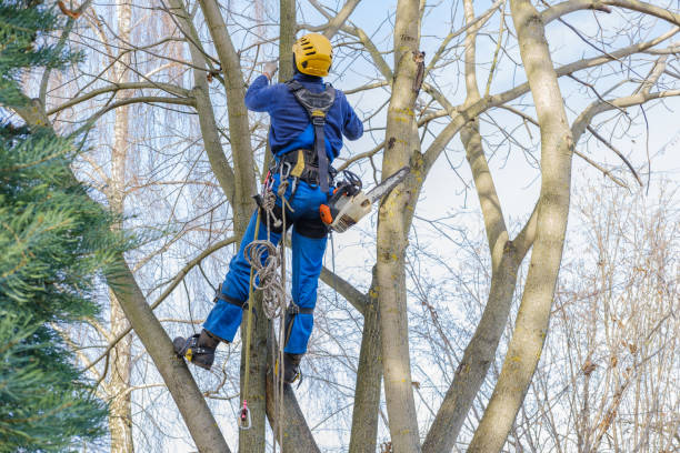 Best Hedge Trimming  in Dawson Springs, KY