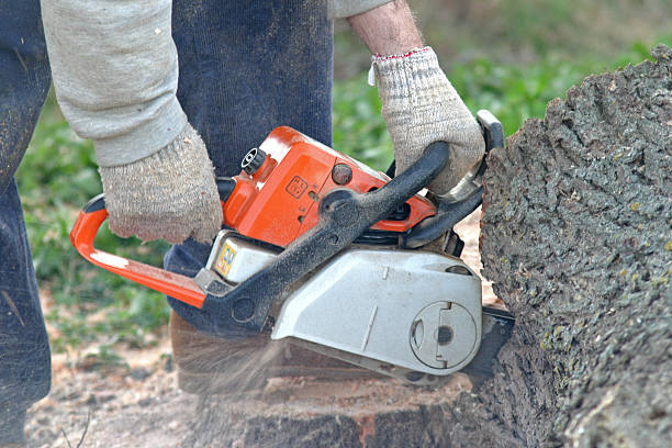 Best Stump Grinding and Removal  in Dawson Springs, KY
