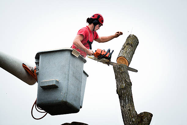 Best Tree Maintenance Programs  in Dawson Springs, KY